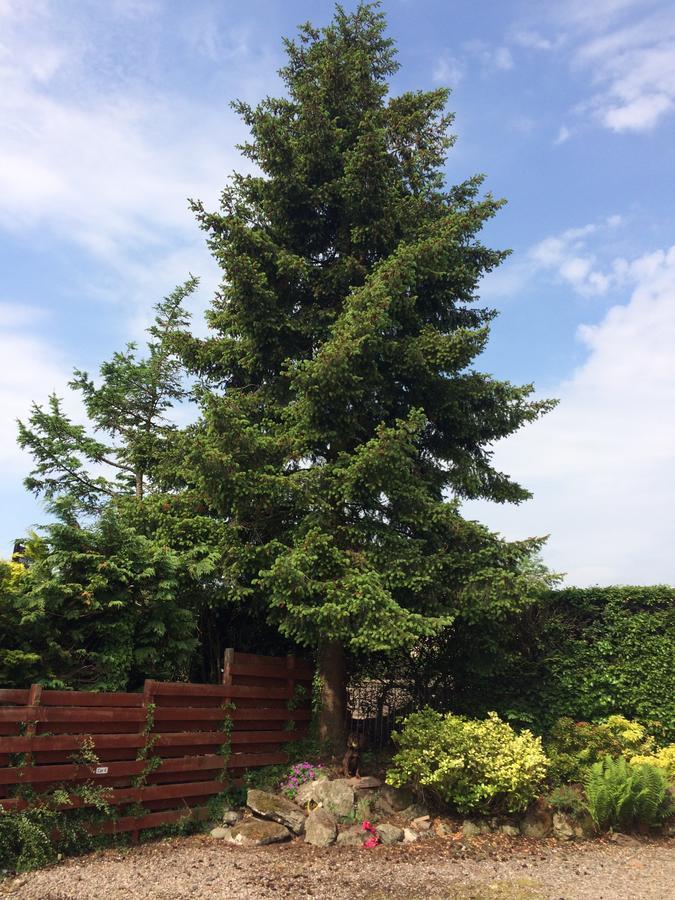 Firtree Bed And Breakfast At Galvelbeg House Crieff Bagian luar foto